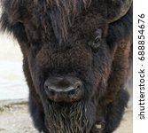 Small photo of A closeup of the head of an American bison (American buffalo or simply buffalo)