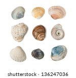 Blue Sea Shell Free Stock Photo - Public Domain Pictures