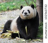 adult giant panda bear eating...