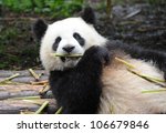 giant panda bear eating bamboo...