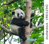 panda bear in tree