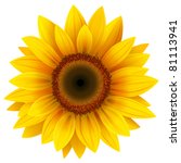 Download Sunflower Vector - Download 26 Vectors (Page 1)