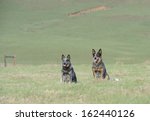 Small photo of Australian Cattle dogs. Karte Dinkum Aussie and Tallawong Snowbelle, a pair of pedigree "Blue Heelers" in a green field, kwazulu Natal, South Africa