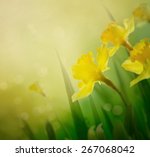 daffodil floral spring...