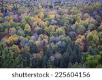 fall forest trees viewed from...