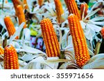 dried corn on cobs 