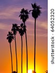 palm trees silhouetted against...