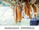 dried corn hanging  thailand.