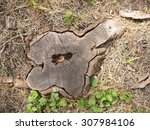 top view of an old stump of cut ...