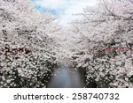 beautiful cherry blossom tunnel ...