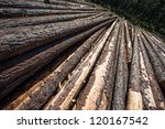hoop pine plantations