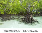 mangrove and roots on sand ...