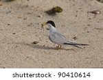 California Least Tern Free Stock Photo - Public Domain Pictures