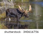 large bull moose  alces alces ...