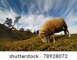 sheep eating on the hillside
