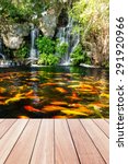 koi fish in pond at the garden...
