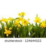 yellow daffodils isolated on...
