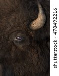 Small photo of American Bison (Bison bison) close up portrait, Yellowstone National Park, Wyoming-Montana, USA