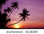 coconut palm trees silhouetted...