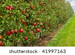 a line of ripe red apple trees...