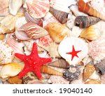 a red starfish and seashells