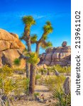 boulders and joshua trees in...