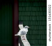 lonely seagull sitting on a...
