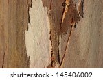 eucalyptus texture
