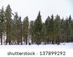 snow covered ground and pine...