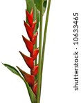 a heliconia flower isolated on...