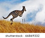 australian kangaroo  roaming...