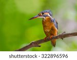 Small photo of Portrait of female Common Kingfisher (Alcedo atthis) on the branch nature at QM. Bangpu Recreation Center ,Thailand