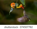 Small photo of Flying shot of female Van Hasselt's sunbird (Leptocoma brasiliana) sucking the sweet Chinese hat plant flower in nature in Thailand
