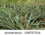 pineapple plant field in rubber ...
