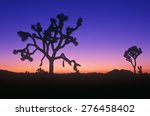 joshua tree silhouette  desert...