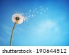 Half Naked Flower Blowball Dandelion Free Stock Photo Picjumbo