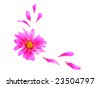 Pink+daisy+flower+clip+art