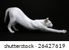 stock photo : Stretching Foreign White cat