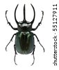 African Horned Beetle