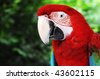 Macaws+parrots