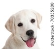 Labrador retriever puppy behavior