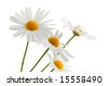 Daisy+flower+white+background