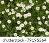 Field+of+daisies+background