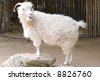 Angora Billy Goat