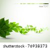 stock vector : branch with fresh green leaves