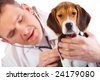 stock photo : Veterinarian doctor making a checkup of a beagle puppy dog