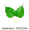 http://thumb9.shutterstock.com/thumb_small/783808/783808,1328260919,3/stock-photo-bodhi-tree-94231564.jpg