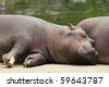 Hippo Sleeping