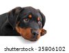 sad rottweiler