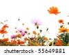 Colorful+daisies+background